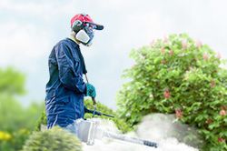 Обработка сада от паразитов - необходимые меры и их регулярность  в Смоленске