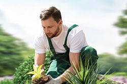 Озеленение и городское благоустройство, создание комфортной среды  в Смоленске