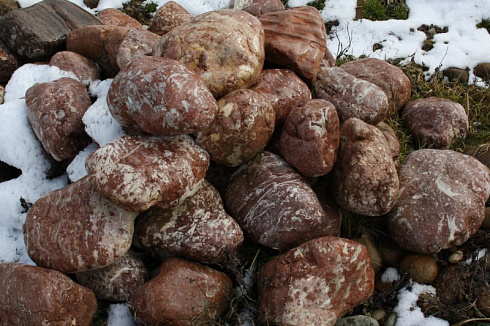 Kamenclub.ru: Розовый валунчик фр.100-300 мм.  купить в Смоленске крупный природный камень розовый, серый молочный красный речной галечник природный 7850 руб/т   фото КАМЕНЬ КЛУБ