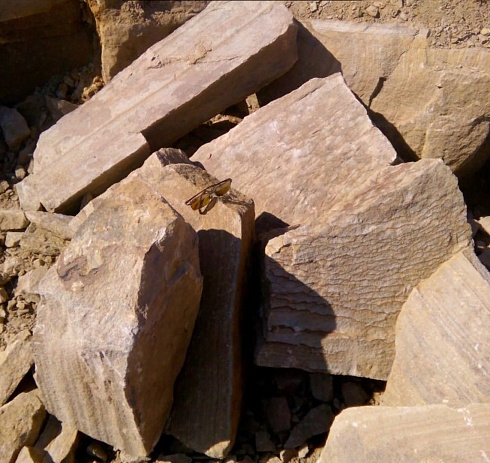 Kamenclub.ru: Песчаник пластушка желтый с рисунком (7-15 см)  купить в Смоленске плитняк - пластушка - бут желтый песчаник 10200 руб/м3   фото КАМЕНЬ КЛУБ