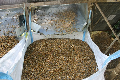 Kamenclub.ru: Галька окат (серо-желтая) фр.10-20 мм. купить  в Смоленске галька серо-желтая, рыжая, серый речная окатанная округлая галька 5000 руб/т   фото КАМЕНЬ КЛУБ