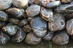 Kamenclub.ru: Валунчик Паутинник фр.100-300 мм  купить в Смоленске крупный природный камень галечник темно-серый с прожилками белый черный речной валунчик 5000 руб/т   фото КАМЕНЬ КЛУБ