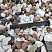 Kamenclub.ru: Мраморная крошка (щебень крошка микс : белый-черный-розовый) фр. 20-40 мм.  купить в Смоленске мрамор белый, черный, розовый декоративная ландшафтная крошка 12000 руб/т   фото КАМЕНЬ КЛУБ