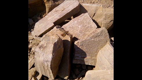 Kamenclub.ru: Песчаник пластушка желтый с рисунком (4-6 см)  купить в Смоленске плитняк пластушка желтый с рисунком песчаник 9 000 руб/м3   фото КАМЕНЬ КЛУБ