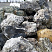 Kamenclub.ru: Черный гранит - кварцит фр. 500-1000 мм.  купить в Смоленске гранит кварцит черный серый белый скальный колотый валун 9750 руб/т   фото КАМЕНЬ КЛУБ