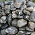 Kamenclub.ru: Валунчик Паутинник фр.100-300 мм  купить в Смоленске крупный природный камень галечник темно-серый с прожилками белый черный речной валунчик 5000 руб/т   фото КАМЕНЬ КЛУБ