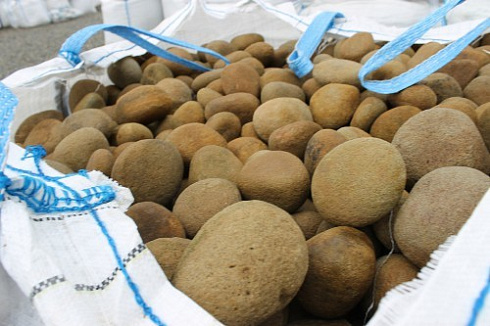 Kamenclub.ru: Песчаник ядра, фр. 100-300 мм  купить в Смоленске песчаник бежевый серый рыжий речная галька 5 000 руб/т   фото КАМЕНЬ КЛУБ