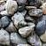 Kamenclub.ru: Речной валун Кабанчик фр.300-500 мм.  купить в Смоленске крупный природный камень галька серый, темно-серый речной валун галечник масштабный 7000 руб/т   фото КАМЕНЬ КЛУБ