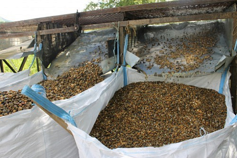 Kamenclub.ru: Галька окат (серо-желтая) фр.10-20 мм. купить  в Смоленске галька серо-желтая, рыжая, серый речная окатанная округлая галька 5000 руб/т   фото КАМЕНЬ КЛУБ