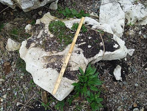 Kamenclub.ru: Выветренный известняк (степной) фр. 500-1500 мм.  купить в Смоленске    10000 руб/т   фото КАМЕНЬ КЛУБ