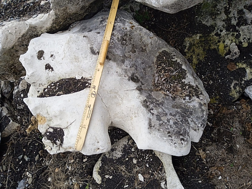 Kamenclub.ru: Выветренный известняк (степной) фр. 500-1500 мм.  купить в Смоленске    10000 руб/т   фото КАМЕНЬ КЛУБ