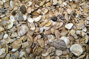 Морская ракушка фр. 5-20 мм  купить в Смоленске фото Камень Клуб